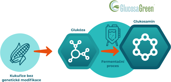 Infografika ukazující proces výroby glukosaminu GlucosaGreen® z kukuřice bez genetické modifikace pomocí fermentačního procesu.
