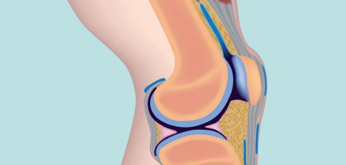 Chrupavka kolenního kloubu