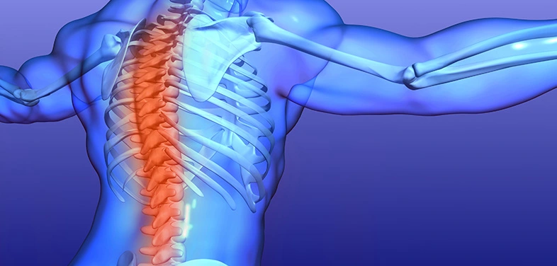 Zatížené kostra zad